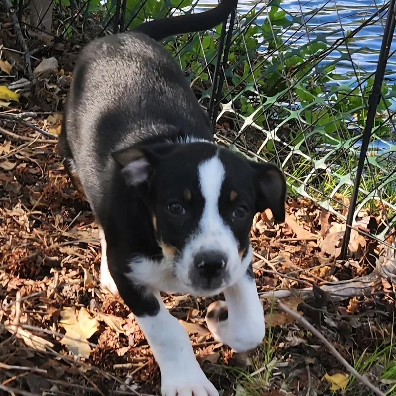 Johnny Be Good thumbnail 5