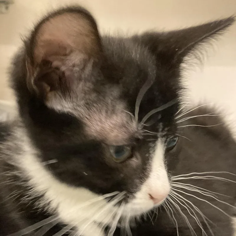 A baby small-sized female Black Domestic Short Hair cat named Louisiana for adoption in Redwood City, CA