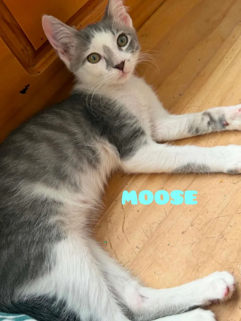 A baby small-sized female White Domestic Short Hair cat named Moose for adoption in Shrewsbury, MA