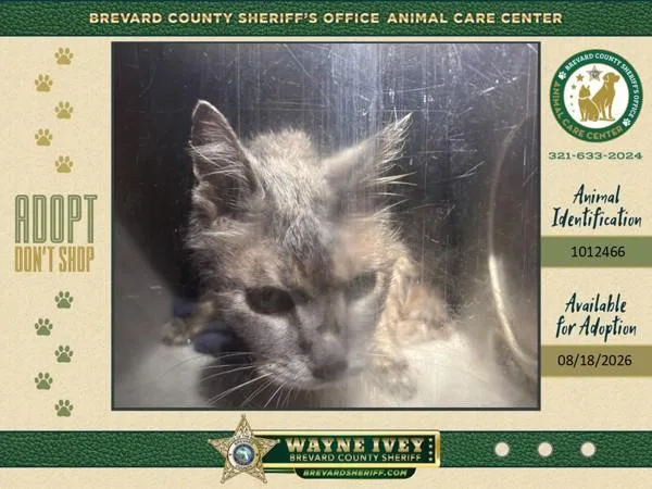 A senior small-sized female Domestic Short Hair cat named Ingrid for adoption in Melbourne, FL