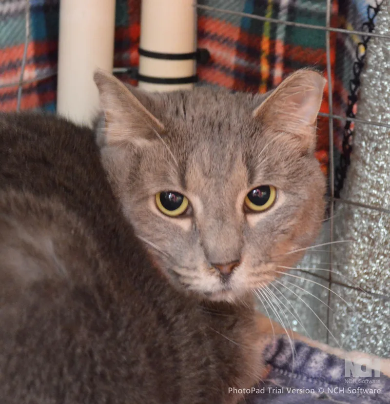 An adult large-sized female Gray / Blue / Silver Domestic Short Hair cat named Harley for adoption in House Springs, MO