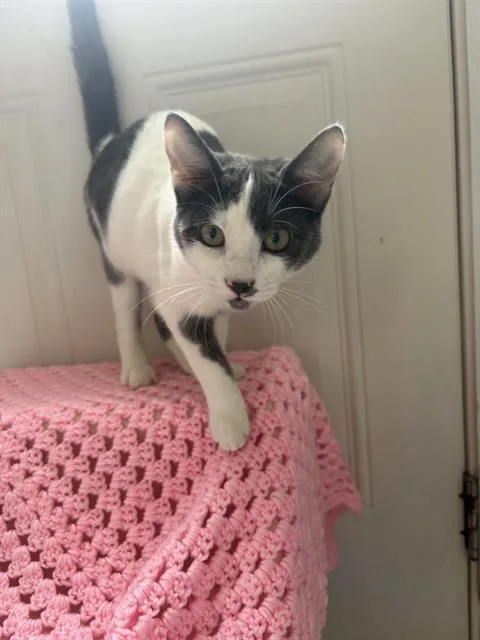 A baby small-sized female Domestic Short Hair cat named Luna for adoption in Santa Cruz, CA