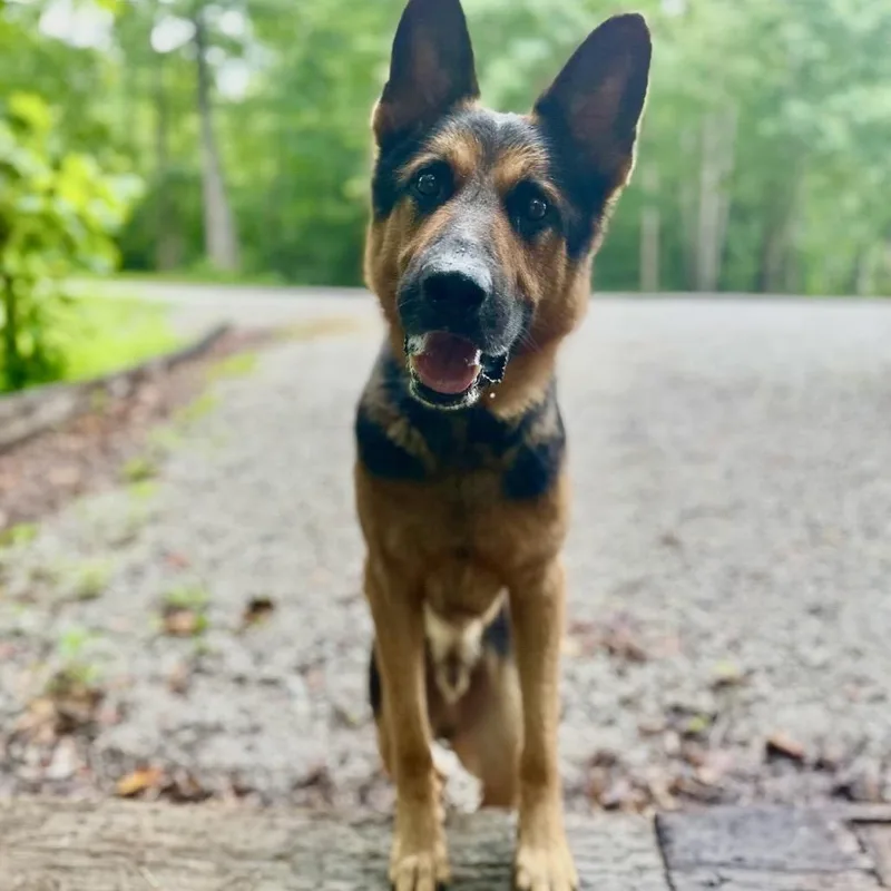 An adult small-sized male German Shepherd Dog dog named Tango for adoption in Centerville, TN