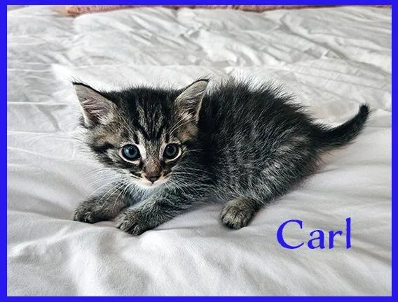 A baby medium-sized male Domestic Short Hair cat named Carl for adoption in Hoover , AL