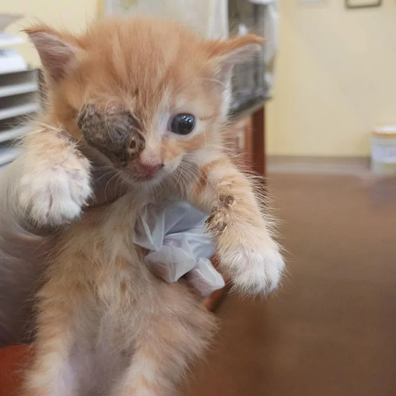 A baby small-sized male Orange / Red Domestic Short Hair cat named Crisp for adoption in Lynchburg, VA