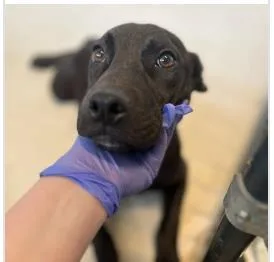 An adult medium-sized male Mixed Breed dog named Roscoe for adoption in West Chester, PA