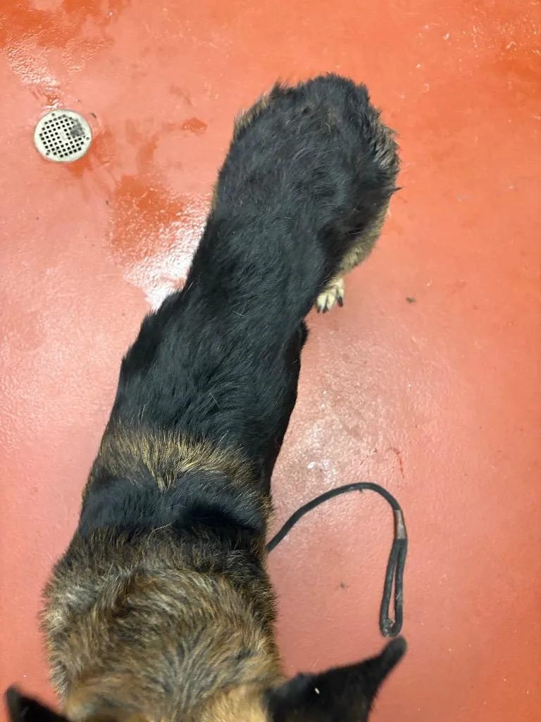 An adult large-sized male German Shepherd Dog dog named Delgado for adoption in Douglasville, GA