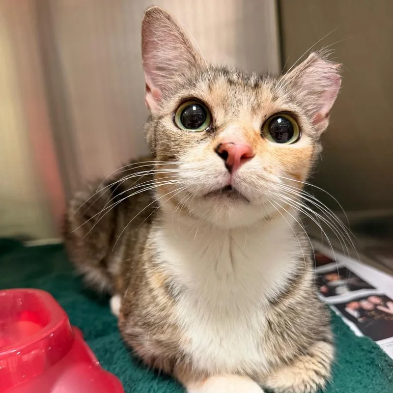 An adult medium-sized female Calico Domestic Short Hair cat named Purrrrnelope for adoption in Columbus, GA