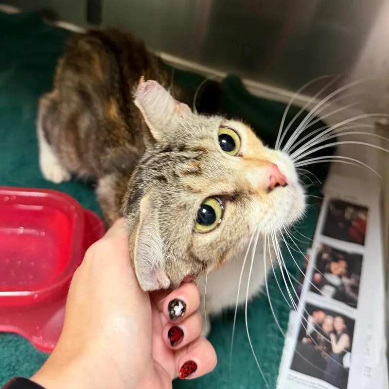 Purrrrnelope thumbnail 4