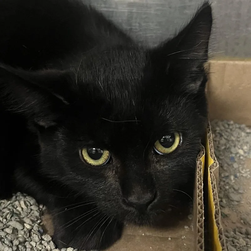 A baby medium-sized male Black Domestic Short Hair cat named Zero for adoption in Owosso, MI