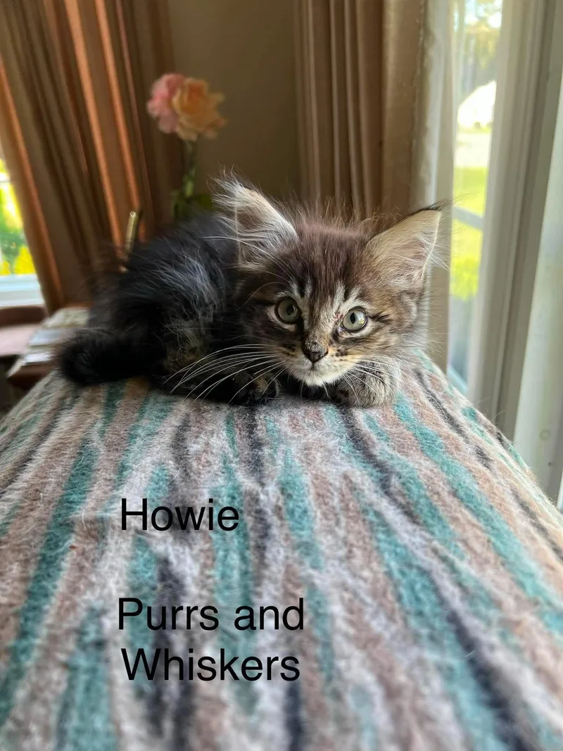 A baby medium-sized male Tabby (Tiger Striped) Domestic Long Hair cat named Howie for adoption in New Hartford, NY