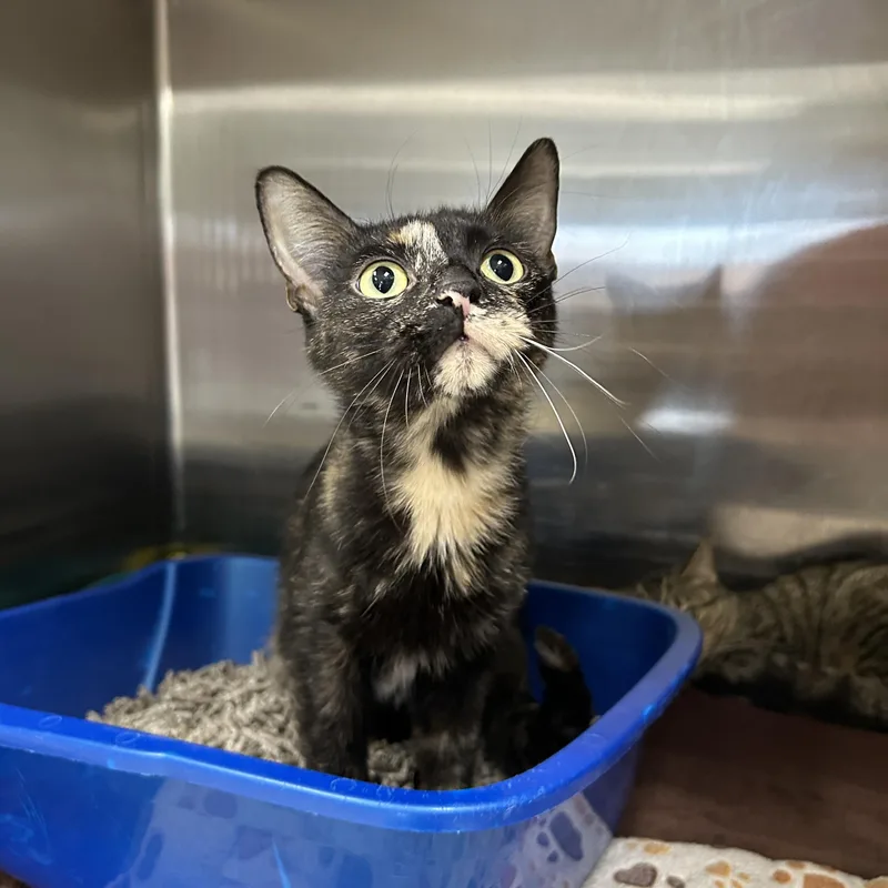 A young medium-sized female Tortoiseshell Tortoiseshell cat named Nicole for adoption in La Grange Park, IL