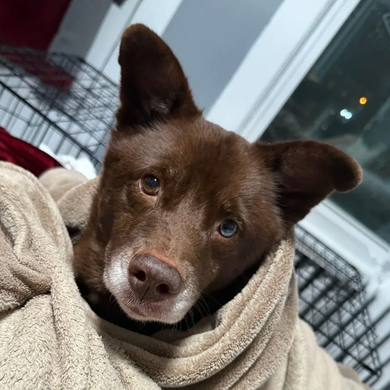 A senior medium-sized female Brown / Chocolate Siberian Husky dog named Luna for adoption in Evansville, IN