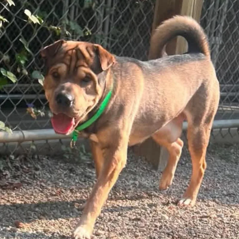 A young medium-sized male Shar-Pei dog named Burrito for adoption in Marseilles, IL