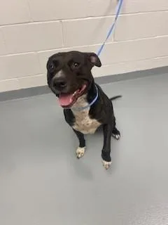 A young large-sized male Pit Bull Terrier dog named Jax for adoption in Saint Cloud, FL