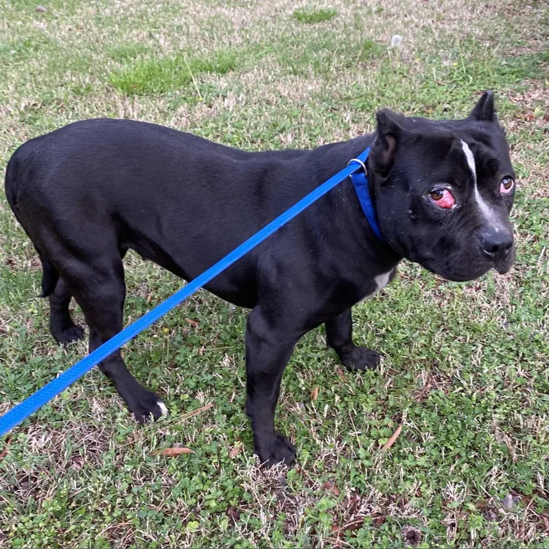 A senior medium-sized female Black Mixed Breed dog named Bb for adoption in Chattanooga, TN