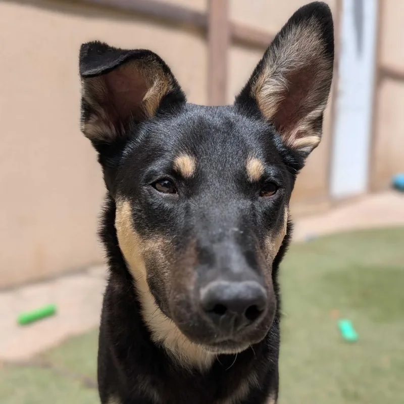 A young medium-sized male Black Shepherd dog named Apple for adoption in Grand Junction, CO