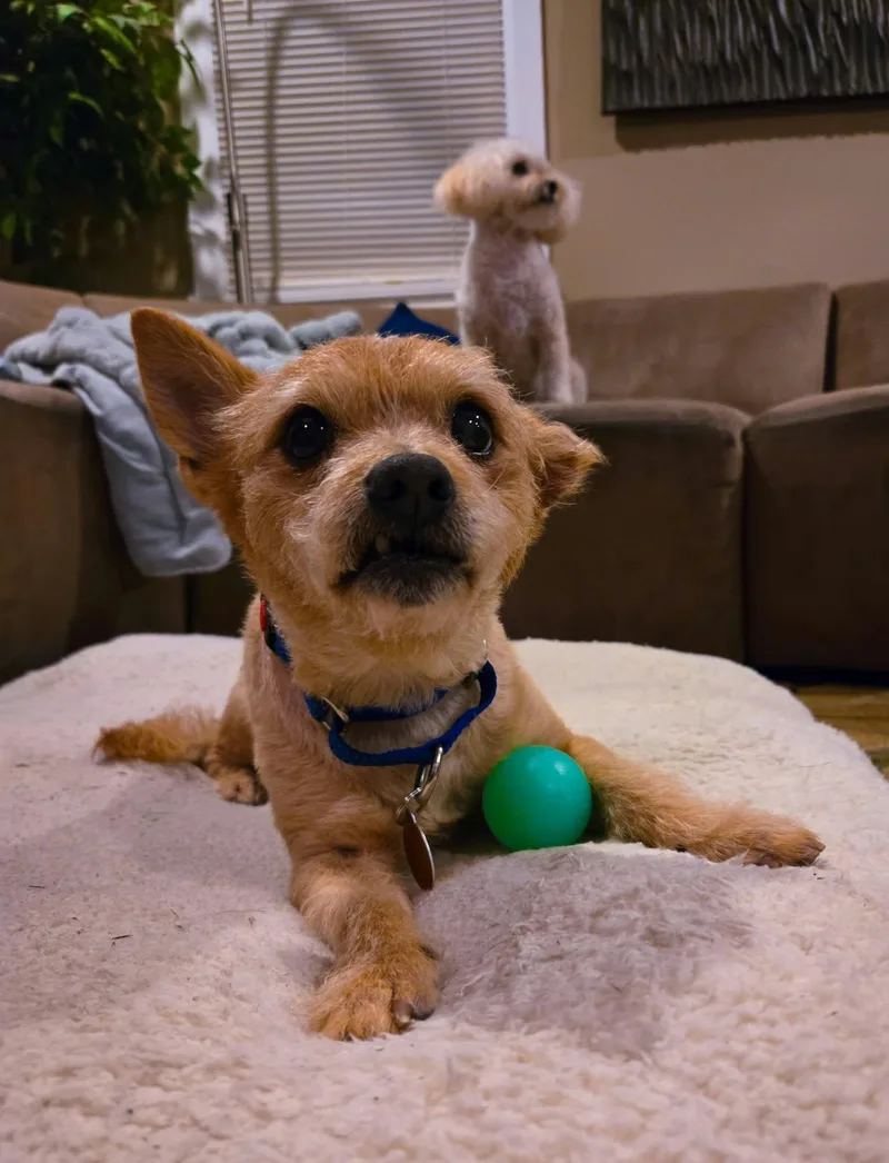 A senior small-sized male Terrier dog named Tostito for adoption in Rochester, NY
