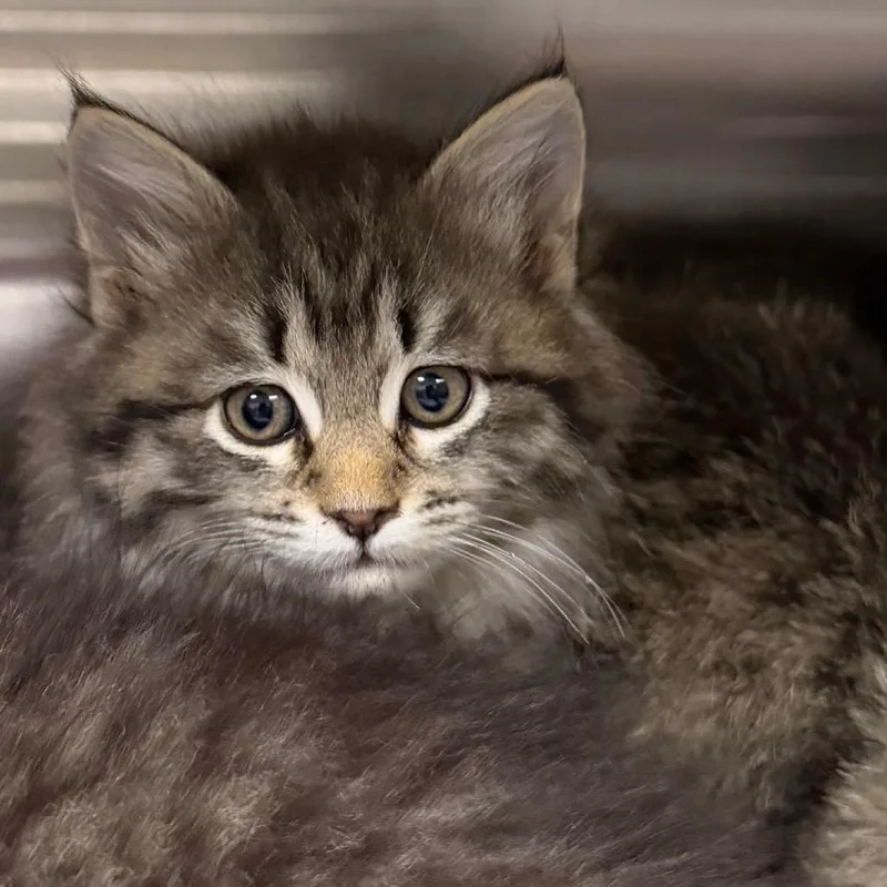 A baby small-sized female Gray / Blue / Silver Domestic Long Hair cat named Lei Lei for adoption in Cody, WY