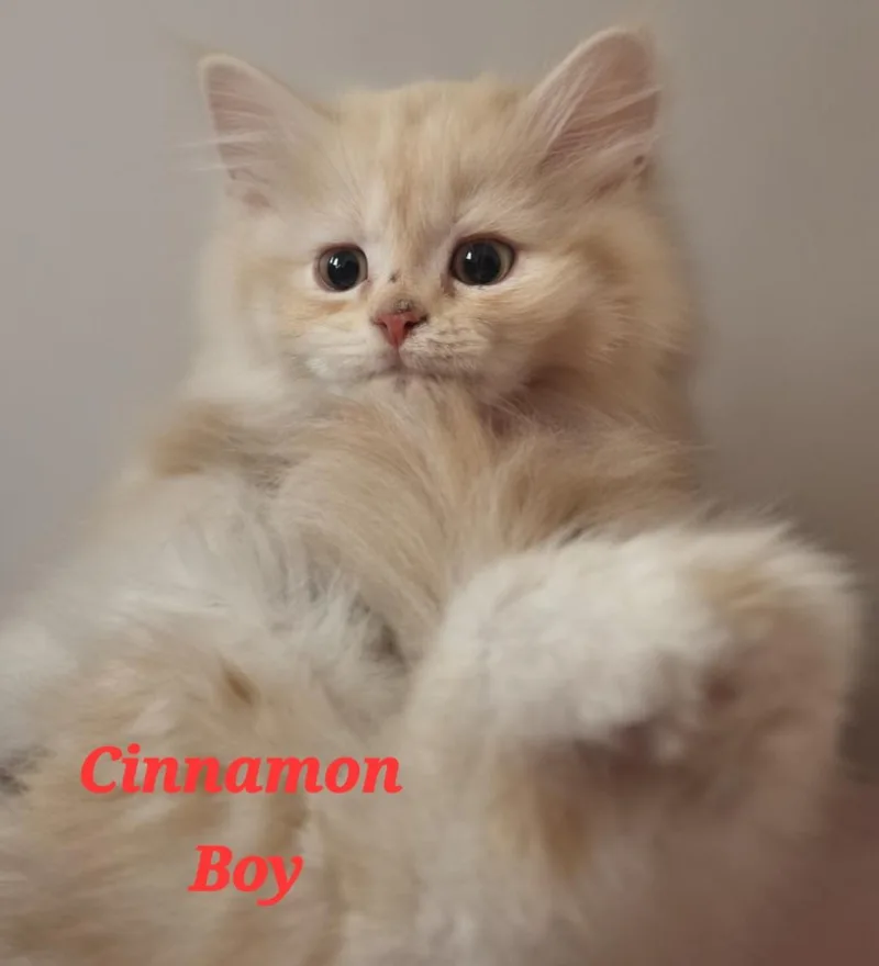 A baby small-sized male Persian cat named Cinnamon for adoption in Snow Hill, MD
