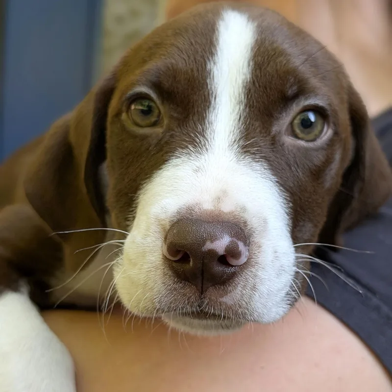 A baby medium-sized male Brown / Chocolate Hound dog named Ranger for adoption in House Springs, MO