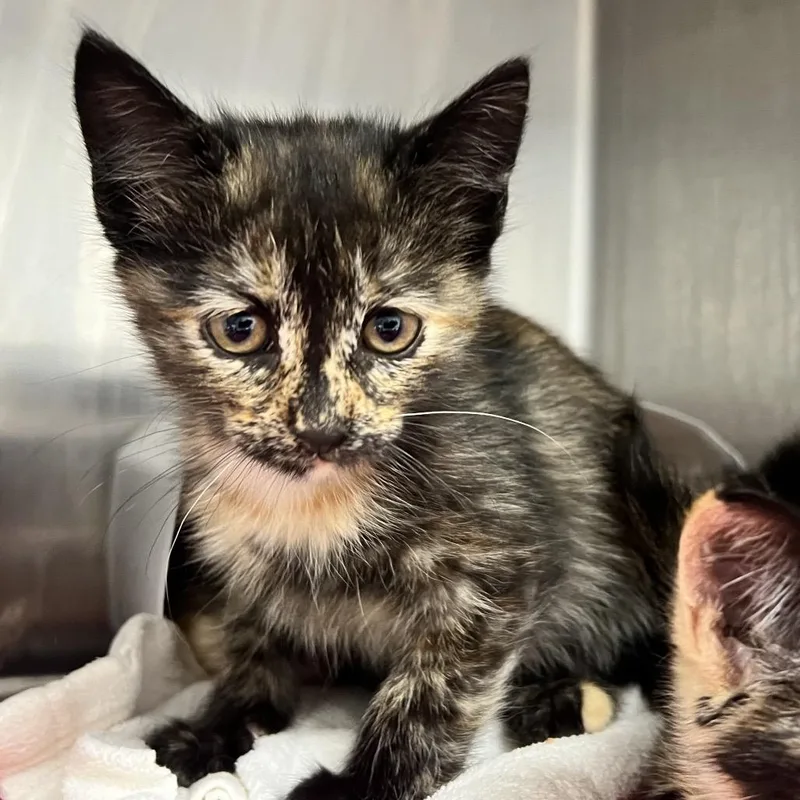 A baby small-sized female Tortoiseshell Domestic Short Hair cat named Brooke for adoption in Oneonta, NY