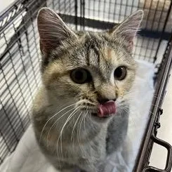 A young medium-sized female Brown / Chocolate Domestic Short Hair cat named Ligma for adoption in Rapid City, SD