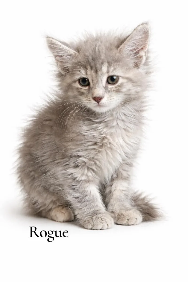 A baby medium-sized female Dilute Tortoiseshell Domestic Long Hair cat named Rogue for adoption in Stevensville, MI