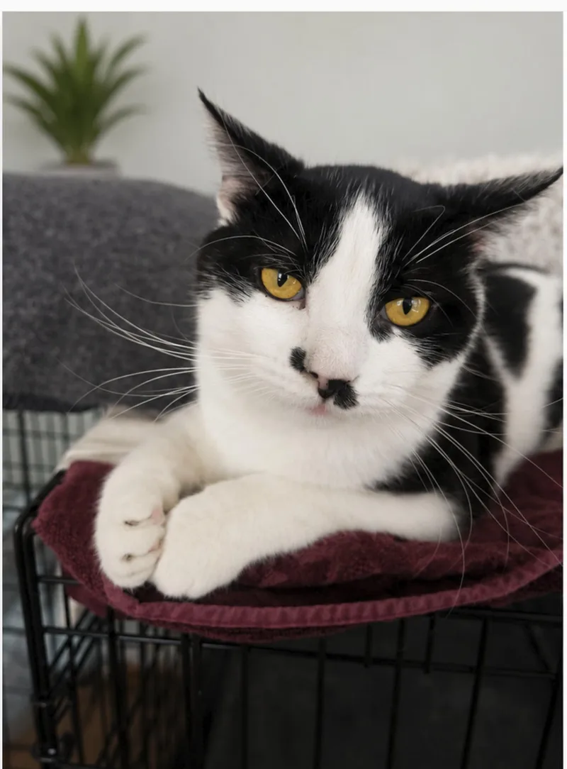An adult large-sized male Domestic Short Hair cat named Holstein for adoption in Orange, CA