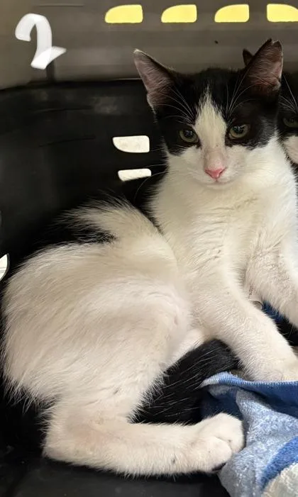 A baby small-sized male Domestic Short Hair cat named Butters for adoption in Honolulu, HI