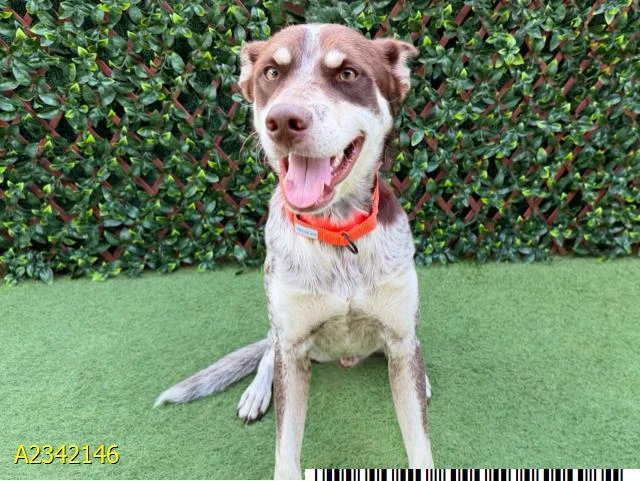 A young large-sized male Mixed Breed dog named Golan for adoption in West Palm Beach, FL