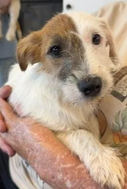 A baby small-sized male Jack Russell Terrier dog named Mack for adoption in Thompson Falls, MT