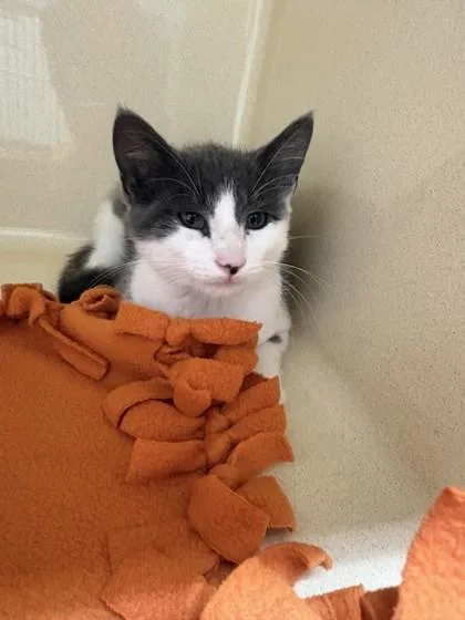 A baby medium-sized male Domestic Short Hair cat named Pulley for adoption in Pequot Lakes, MN