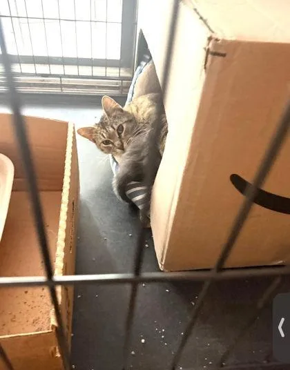 An adult medium-sized female Domestic Short Hair cat named Jasmine for adoption in Hobart, IN