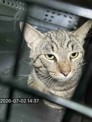 An adult small-sized male Domestic Short Hair cat named Bane for adoption in West Chester, PA