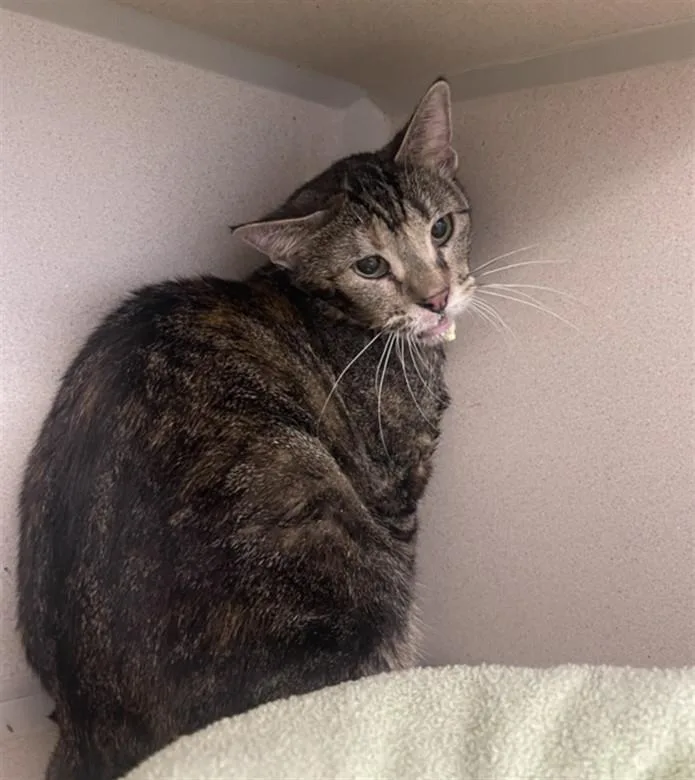 An adult small-sized female Domestic Short Hair cat named Paprika for adoption in Loveland, CO