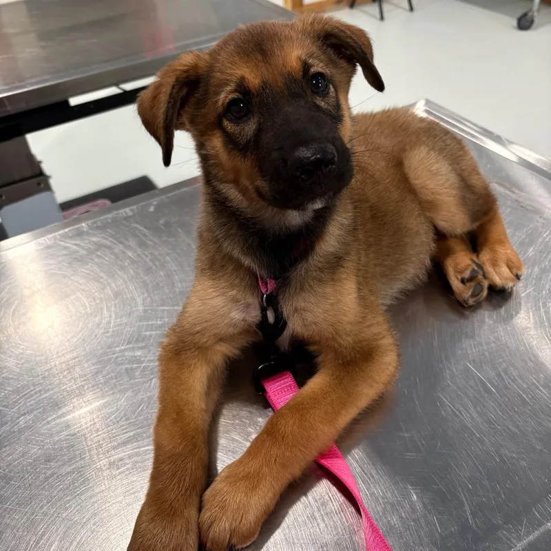 A baby small-sized female Brown / Chocolate Belgian Shepherd / Malinois dog named Frida Growlo for adoption in Harlingen, TX