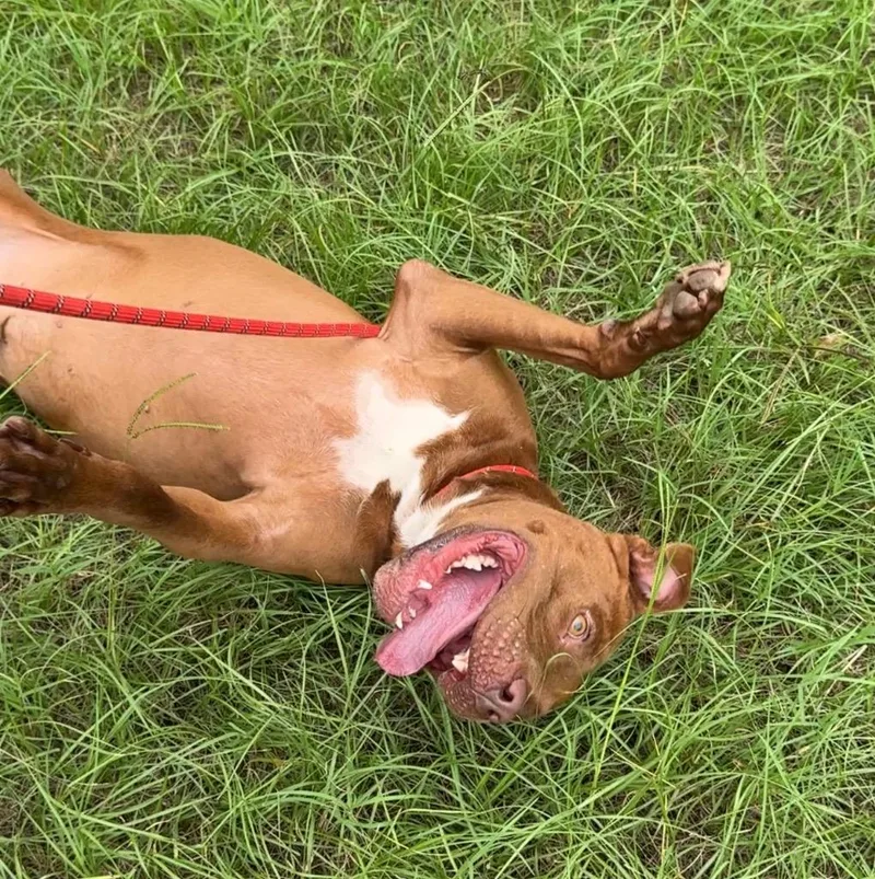 Kingston thumbnail 4