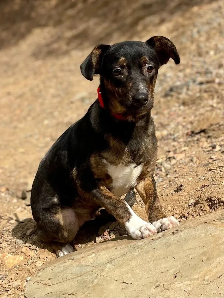 A baby medium-sized male Catahoula Leopard Dog dog named Stu for adoption in Jamestown, CA