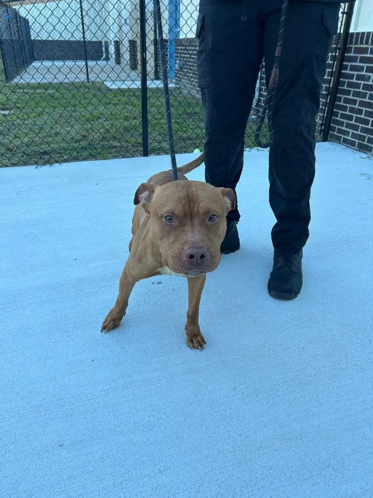 A young large-sized male Pit Bull Terrier dog named Duke for adoption in Tarboro, NC