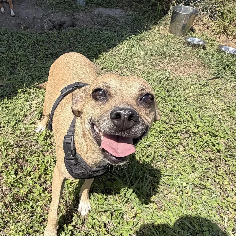 Princess thumbnail 2