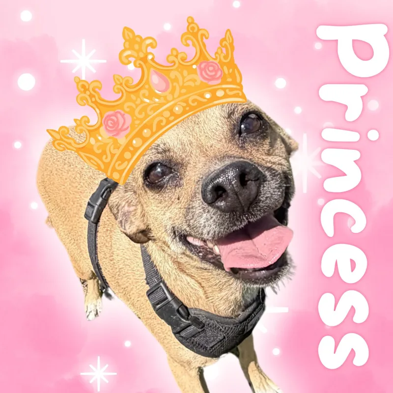 An adult small-sized female Yellow / Tan / Blond / Fawn Rat Terrier dog named Princess for adoption in Aransas Pass, TX