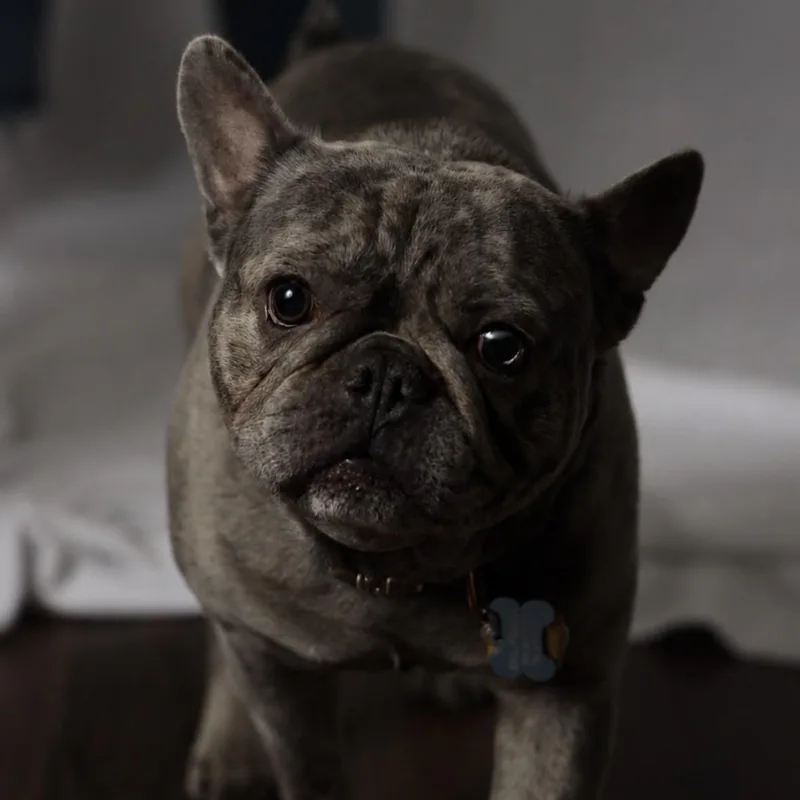 An adult medium-sized male Gray / Blue / Silver French Bulldog dog named Bleu for adoption in Eustis, FL
