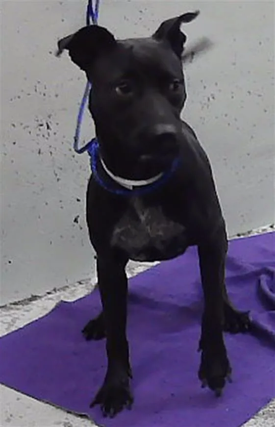 A young medium-sized female Staffordshire Bull Terrier dog named Lilly for adoption in Houston, TX