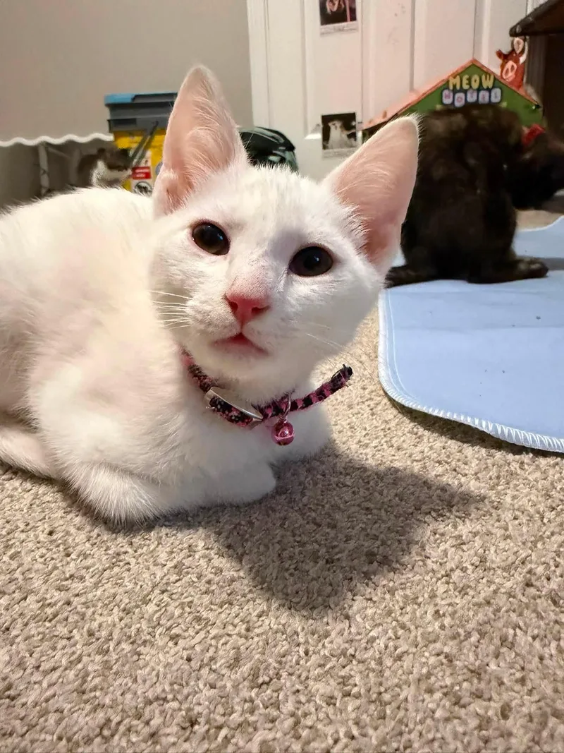 A baby small-sized female White Domestic Short Hair cat named Sugar for adoption in Newport, KY