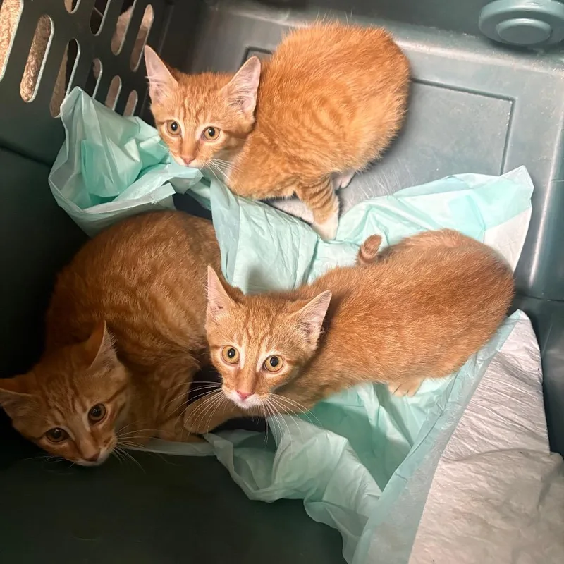 A baby small-sized male Orange / Red Domestic Short Hair cat named Sher Khan for adoption in DeKalb, IL