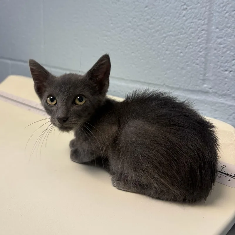 A baby small-sized male Domestic Short Hair cat named Shake It Like A for adoption in Carencro, LA