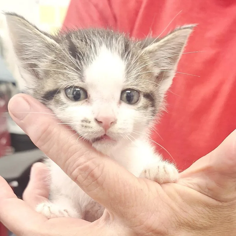 A baby small-sized male White Domestic Short Hair cat named Everett for adoption in Birmingham, AL