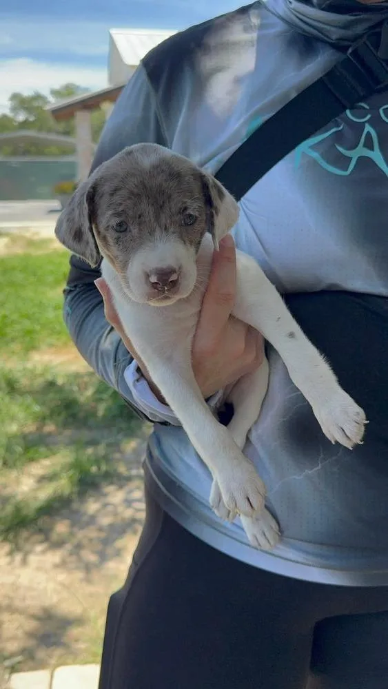 A baby small-sized female American Bulldog dog named Lemon Sorbet for adoption in Lakeland, FL