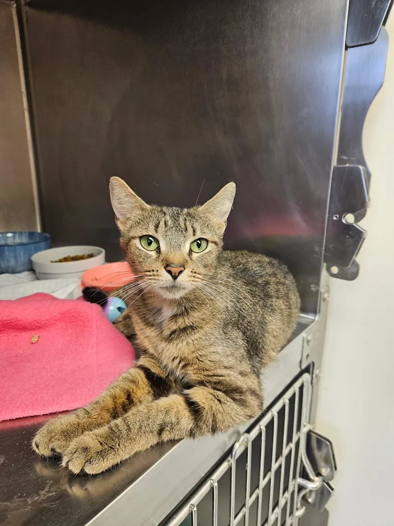 An adult medium-sized female Tabby (Brown / Chocolate) Domestic Short Hair cat named Zuri for adoption in Mansfield, OH